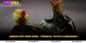 Sabong with Iron Spurs