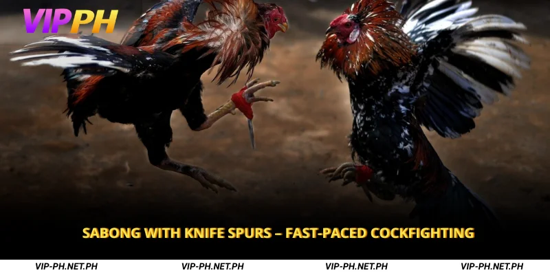 Sabong with Knife Spurs